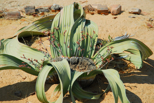 Living Desert Tour