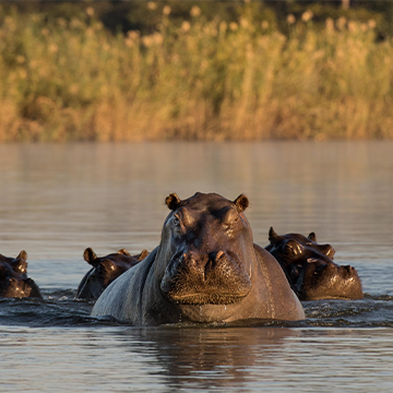 Caprivi Strip