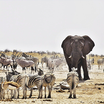 Namibia Classic Safari