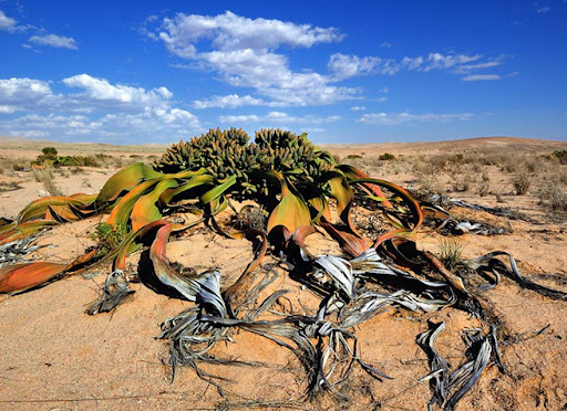 Welwitschia & Moon Landscape