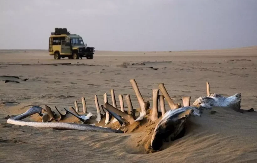 Skeleton Coast Tour